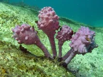 Морська тварина Pyura chilensis chilensis