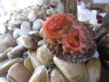 Морська тварина Pyura chilensis асцидії