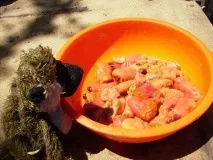 Морська тварина Pyura chilensis асцидії