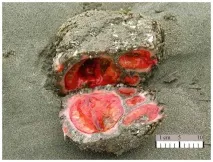 Морська тварина Pyura chilensis chilensis