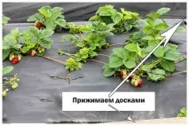 Мульчування полуниці у теплиці загальні відомості, способи, підручні засоби, застосування полуниці