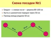 Мульчування полуниці у теплиці загальні відомості, способи, підручні засоби, застосування загальні