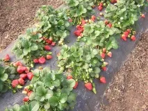 Мульчування полуниці у теплиці загальні відомості, способи, підручні засоби, застосування способи