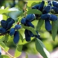Настоянка з жимолості на горілці. горілці
