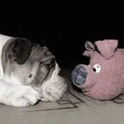 Невідкладна перша допомогасобакам - Форум Бульдогоманів – Англійський бульдог Філя невідкладна