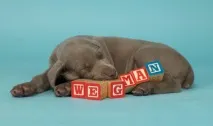 Неймовірний фотограф Вільям Вегман вільям