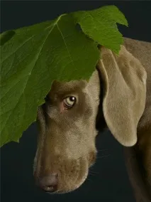 Неймовірний фотограф Вільям Вегман Вегман
