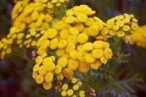 Виробництво винограду від мілдью народні засоби, хімічні препарати виробництво