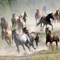 Однорідна група - пошук слів за маскою та визначенням, відповіді на сканворди маскою