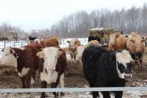 Організація відтворення стада корів корів