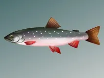 риби