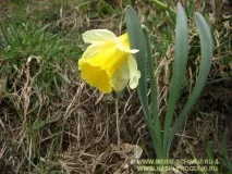 висоті