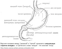 стомаха