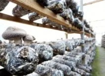 Особливості китайського весілля, ChinaModernRU-Сучасний Китай весілля