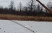 брудне