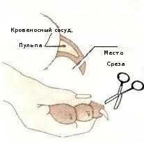 Пам’ятка для власників бурманських кошенят власників