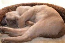 Пам’ятка для власників бурманських кошенят кошенят