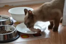 Пам’ятка для власників бурманських кошенят кошенят