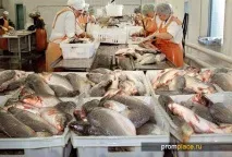 Переробка риби та морепродуктів - безвідходне виробництво Риби