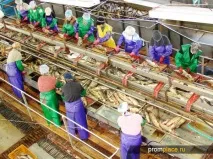 Переробка риби та морепродуктів - безвідходне виробництво морепродуктів