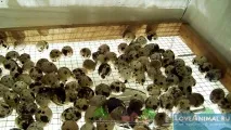 Перезйомна машина для перепелів – помічник для птахівника машина