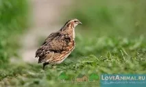 Перезйомна машина для перепелів – помічник для птахівника птахівника