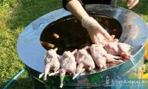 Перезйомна машина для перепелів – помічник для птахівника машина
