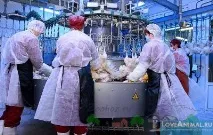 Перезйомна машина для перепелів – помічник для птахівника помічник