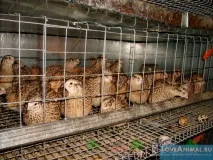 Перезйомна машина для перепелів – помічник для птахівника машина
