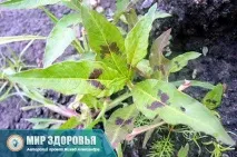 Почечуйна трава секрети старих травників длябезпечного лікування геморою секрети