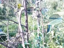 Чому вишневі дерева завчасно скидають листя вишневі