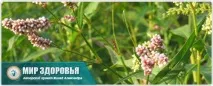 Почечуйна трава секрети старих травників длябезпечного лікування геморою трава