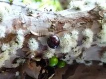 Жаботикаба чи джаботикаба (лат плоди