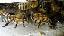 Підживлення для бджіл секрети приготування приготування