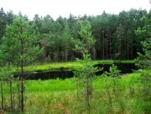 Природа, рослини та тварини Смоленської області природа