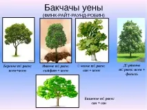 мови