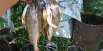 Риболовля в Рязанській області - озера, річки, водосховища, платні місця рязанській