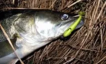 Риболовля в Рязанській області - озера, річки, водосховища, платні місця риболовля