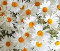 Ромашка аптечна придатна для лікування багатьох захворювань багатьох