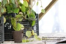 Житель ужгорода Генріх Стратон вирощує ківі стратон