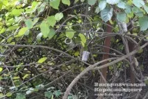 Житель ужгорода Генріх Стратон вирощує ківі ужгорода