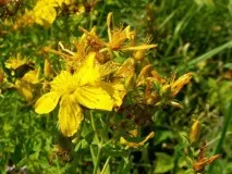 Звіробій дасть гастриту бій звіробій