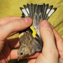 щігла