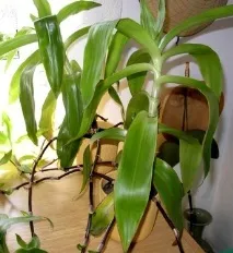 Золотий вус (калізія запашна) -Callisia fragrans, Захворювання та лікування народними та callisia