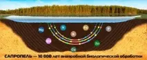 Сапропель – цінне органічне добриво. органічне