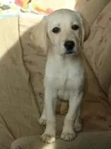 лабрадору