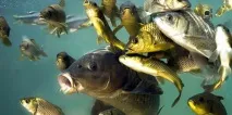 сонник велика риба у воді до чого сниться велика риба у воді уві сні Сонник