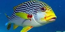 сонник велика риба у воді до чого сниться велика риба у воді уві сні чого