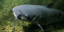 сонник велика риба у воді до чого сниться велика риба у воді уві сні воді