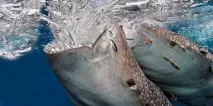 сонник велика риба у воді до чого сниться велика риба у воді уві сні воді
